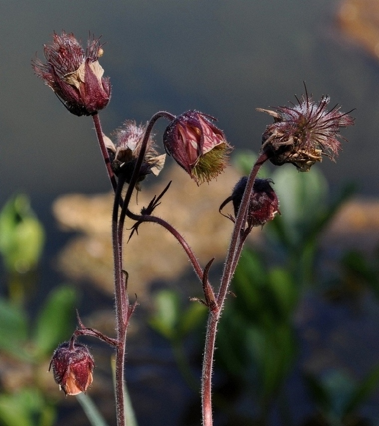 Geum rivale / Cariofillata dei rivi