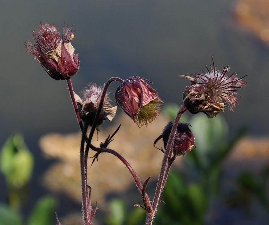 Geum rivale / Cariofillata dei rivi