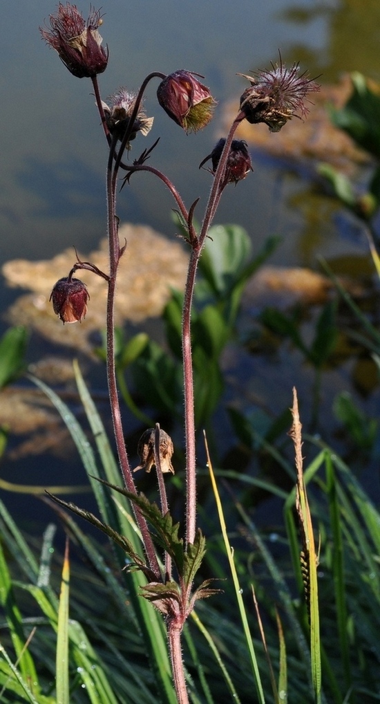 Geum rivale / Cariofillata dei rivi