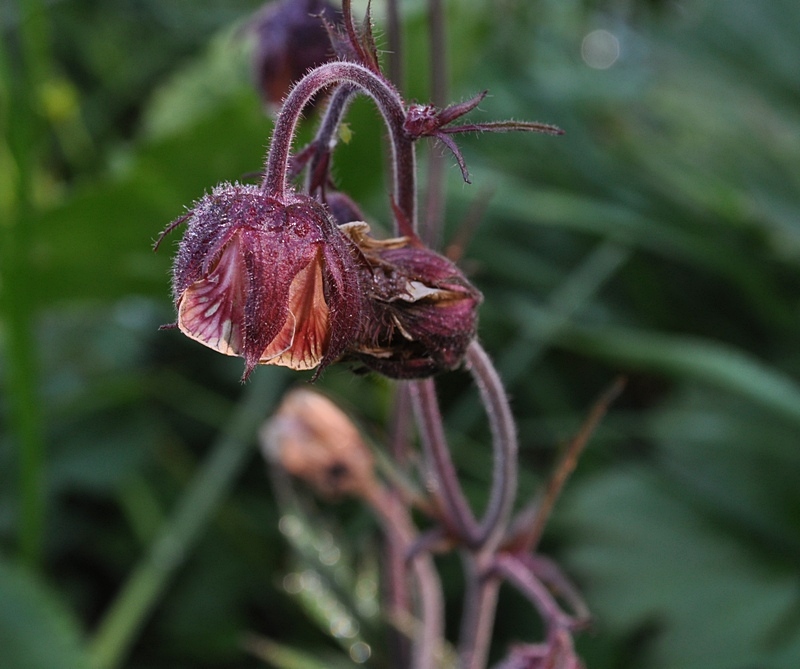 Geum rivale / Cariofillata dei rivi