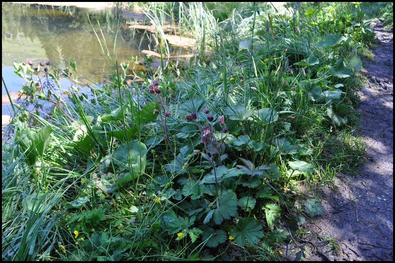 Geum rivale / Cariofillata dei rivi