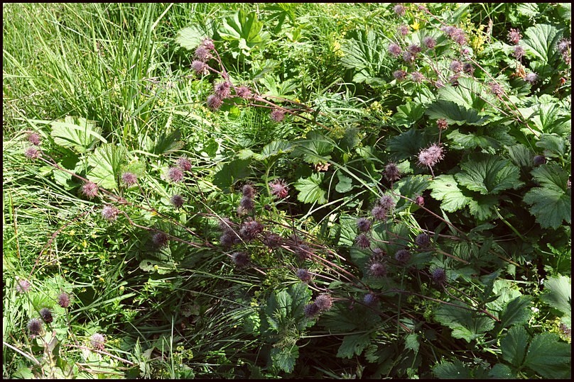 Geum rivale / Cariofillata dei rivi