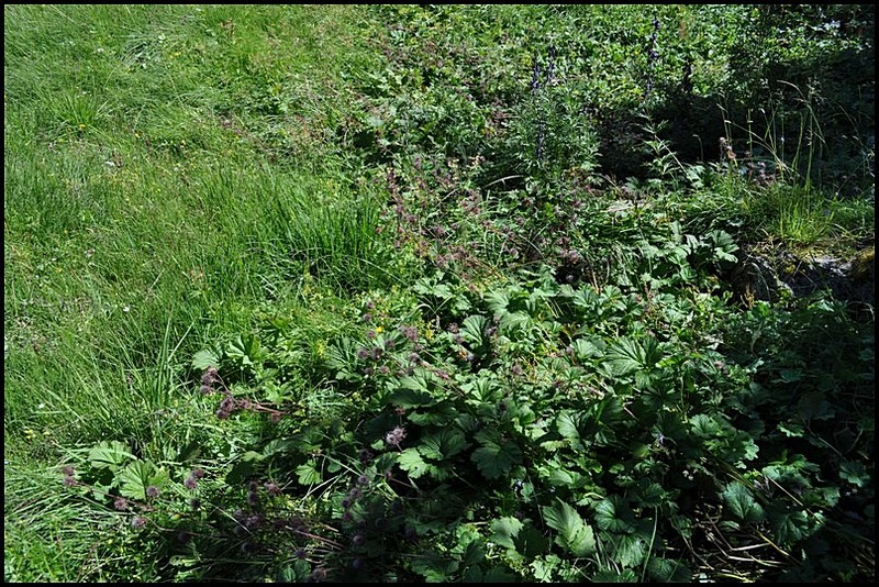 Geum rivale / Cariofillata dei rivi