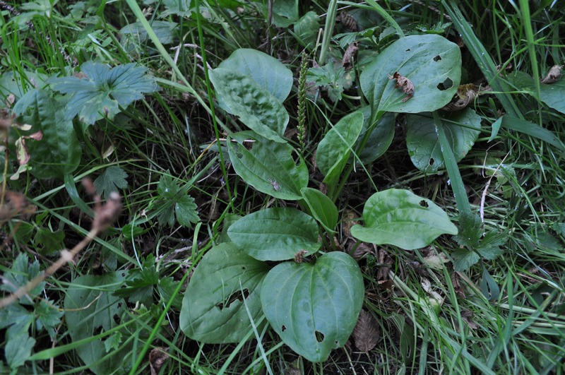 Plantago maior o cornuti ? - Plantago major