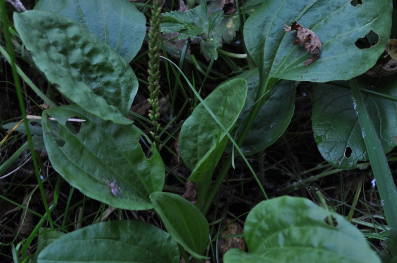 Plantago maior o cornuti ? - Plantago major