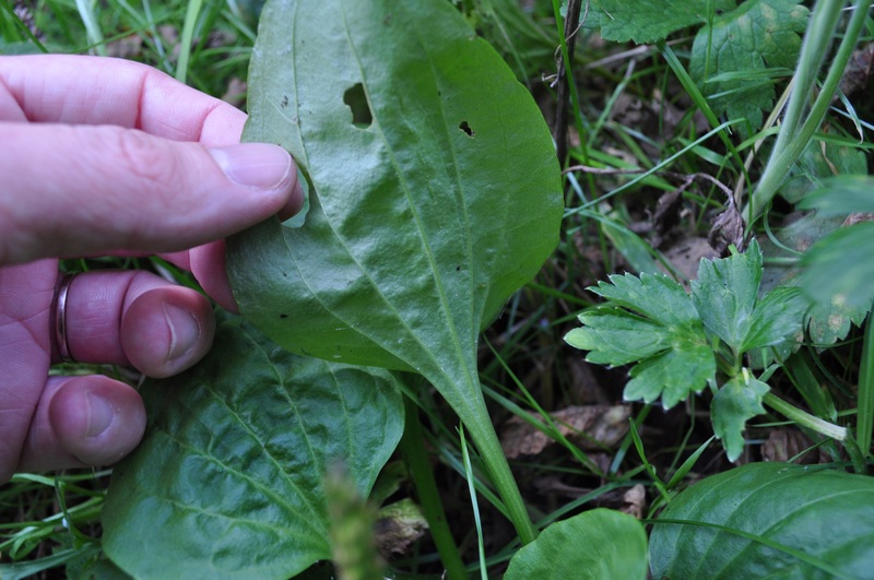 Plantago maior o cornuti ? - Plantago major