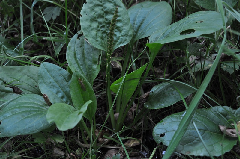 Plantago maior o cornuti ? - Plantago major