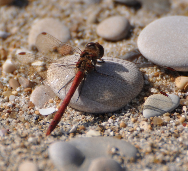 Libellula da determinare: Sympetrum striolatum