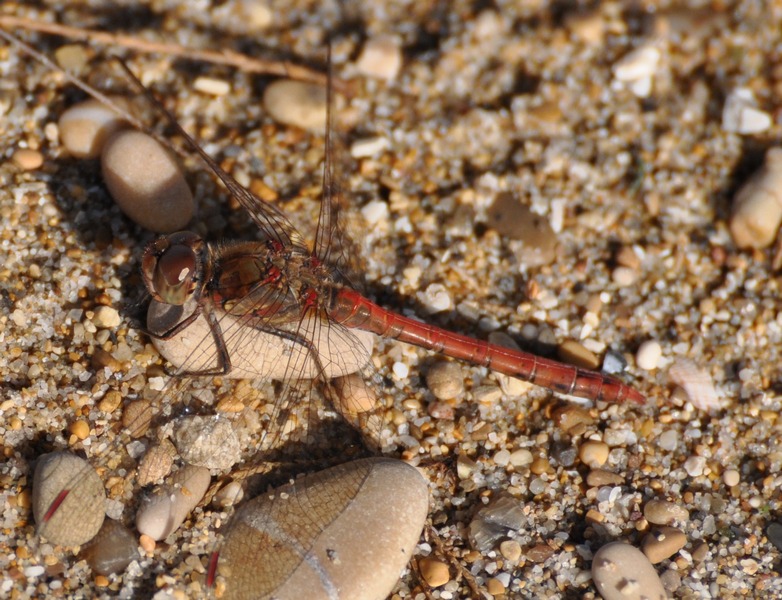 Libellula da determinare: Sympetrum striolatum