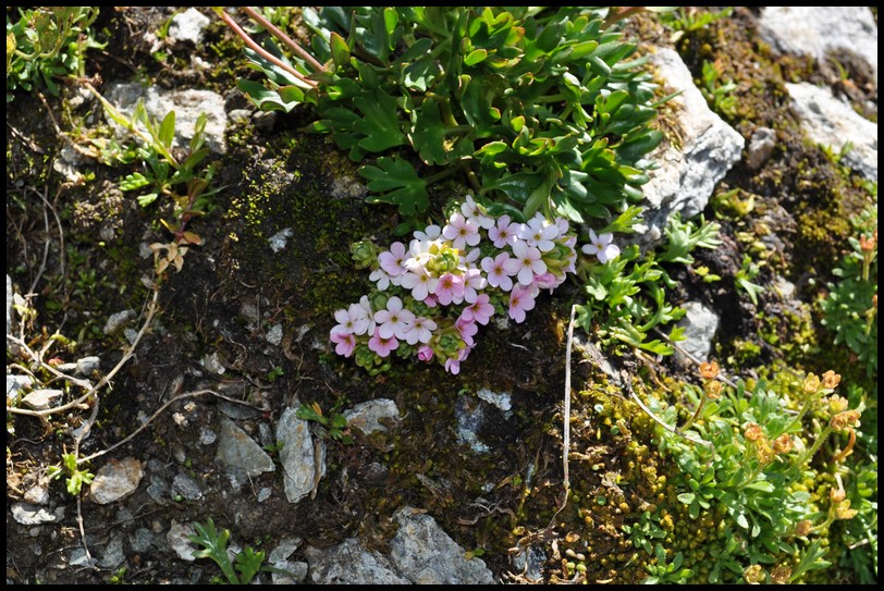 Androsace alpina / Androsace alpina