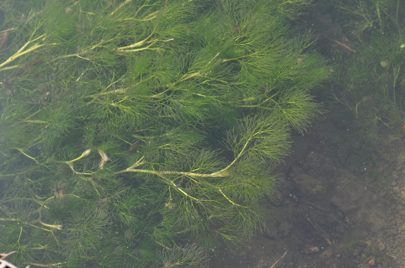 Utricularia? no, Ranunculus trichophyllus