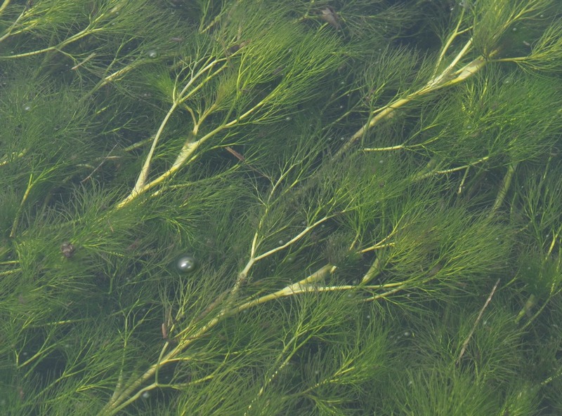 Utricularia? no, Ranunculus trichophyllus