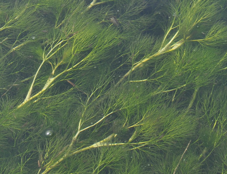 Utricularia? no, Ranunculus trichophyllus