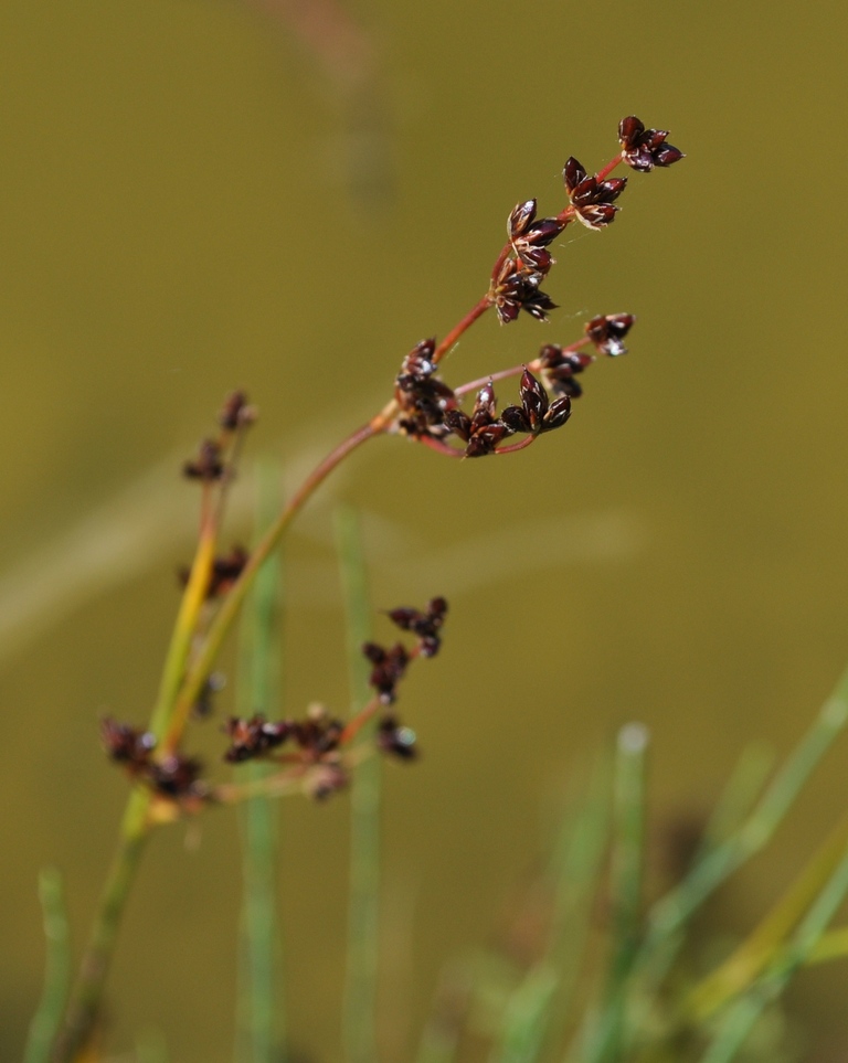 juncus sp.