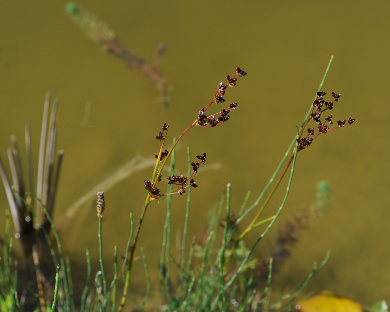 juncus sp.