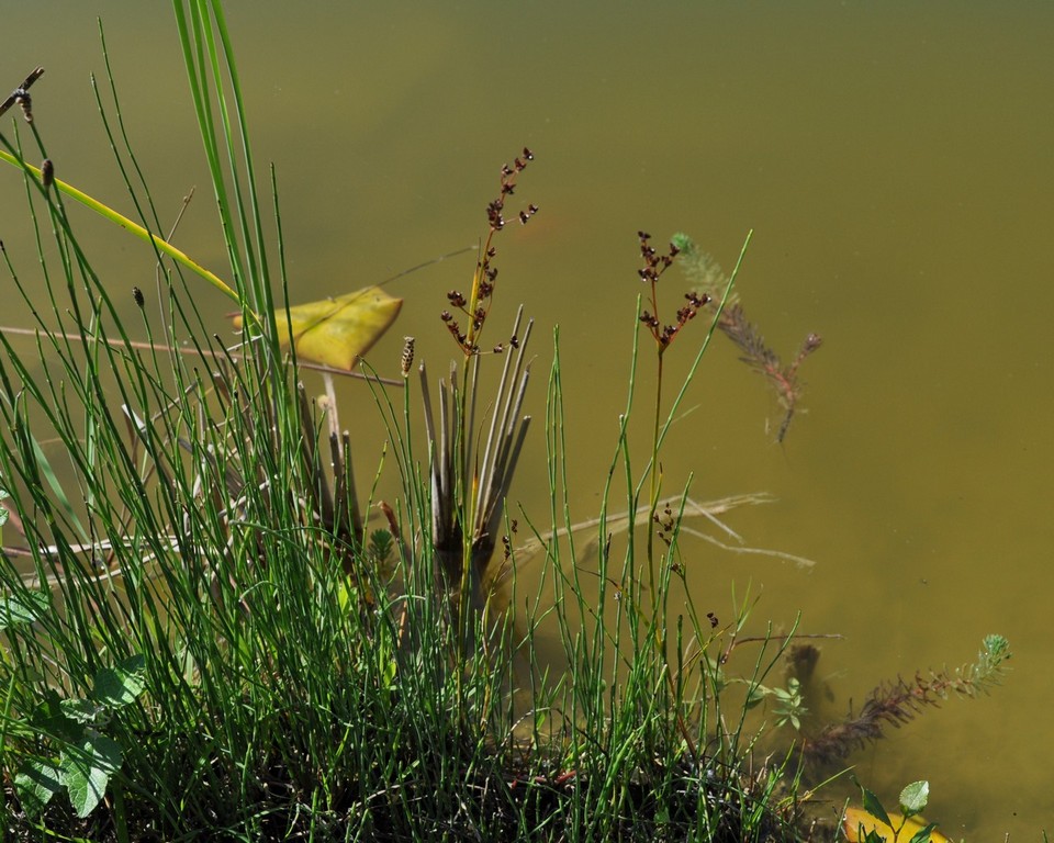 juncus sp.