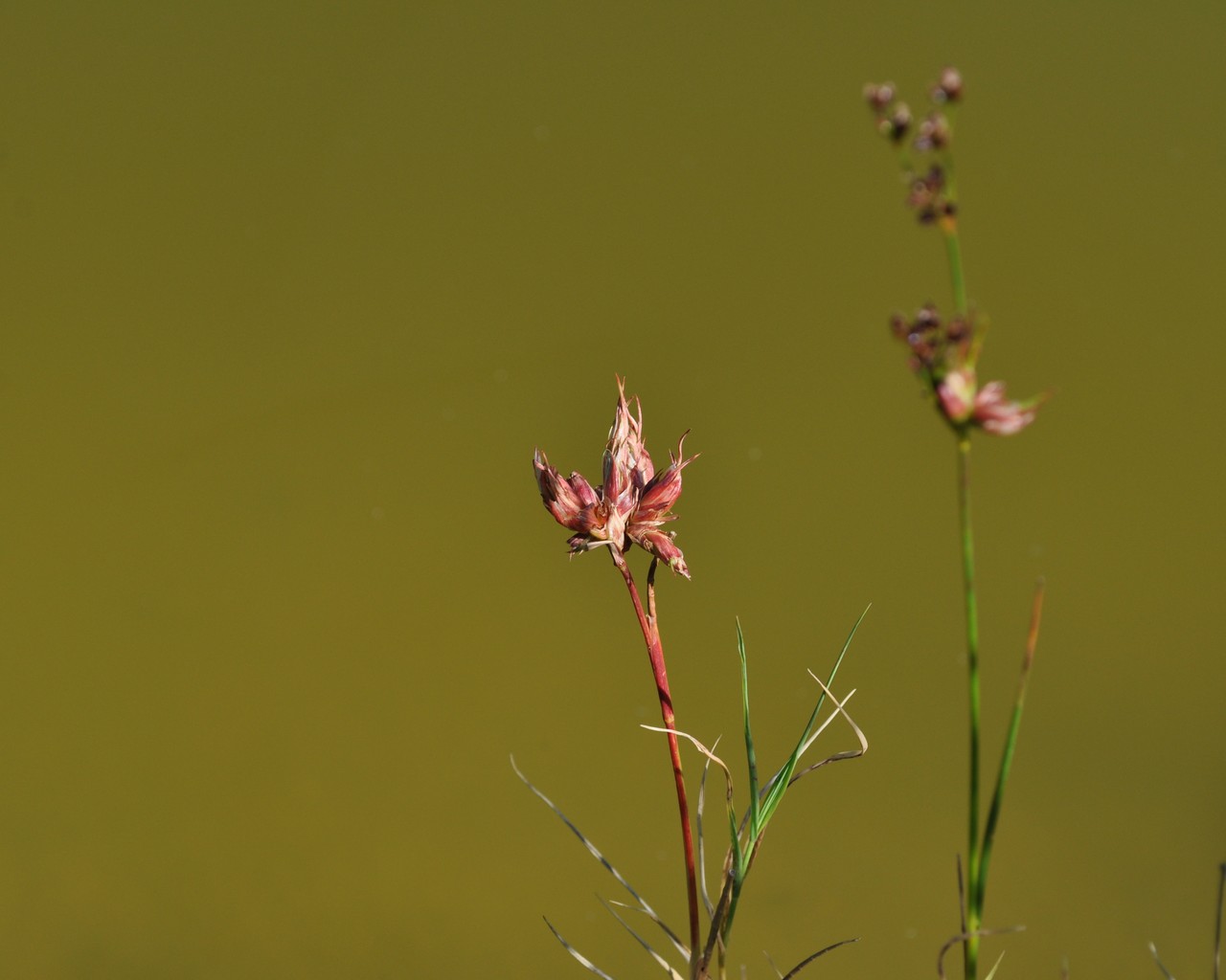 juncus sp.