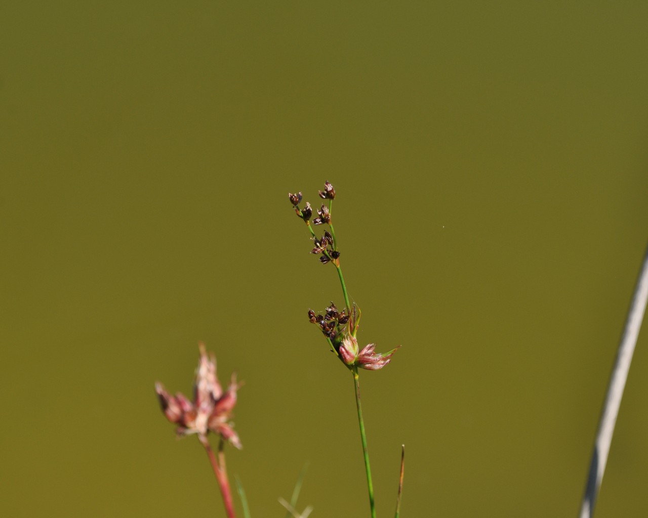 juncus sp.