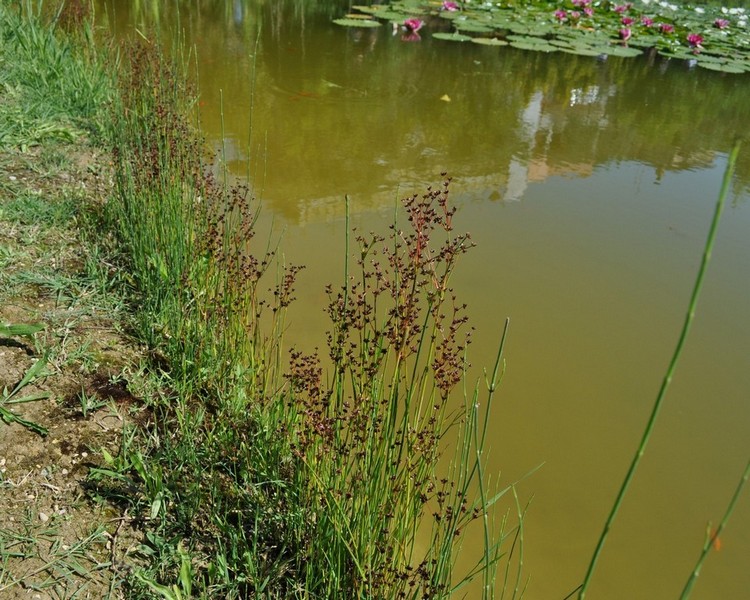 juncus sp.