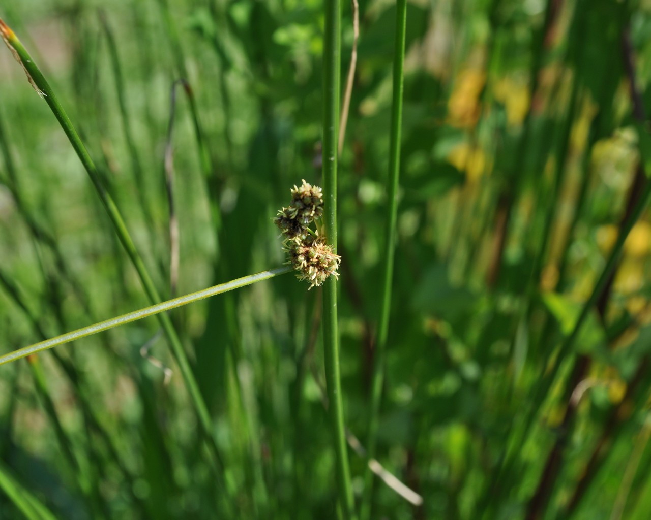 Scirpoides holoschoenus (=Holoschoenus australis)