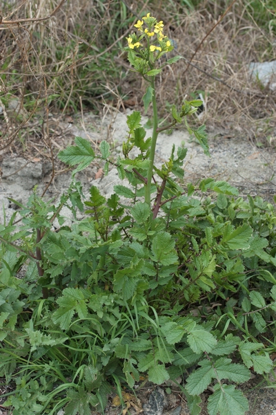 piantina a fiori gialli - Raphanus raphanistrum