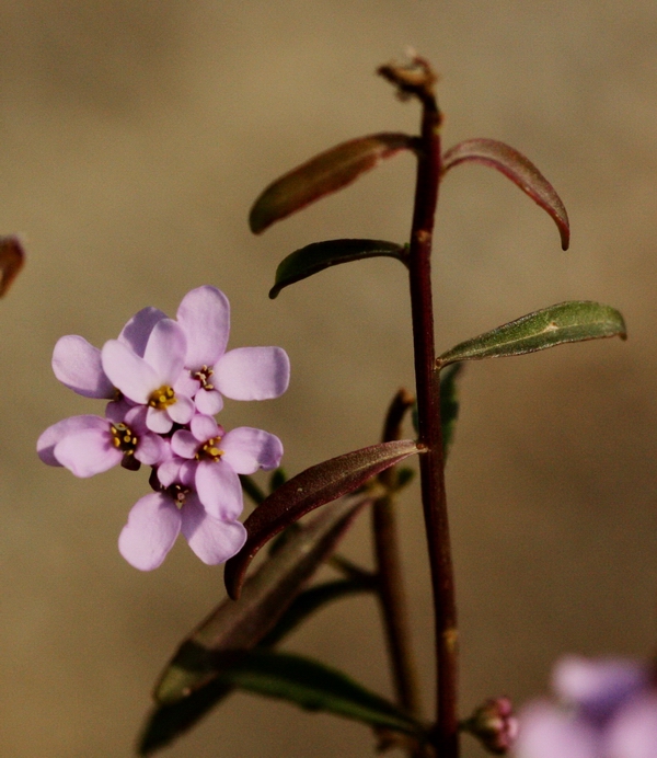 Iberis umbellata / Iberide rossa