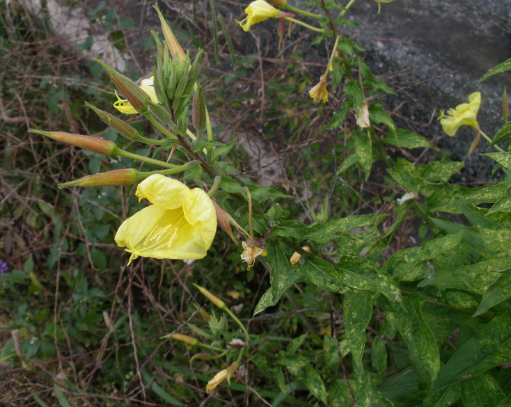 Oenothera glazioviana (= O.erytrosepala)