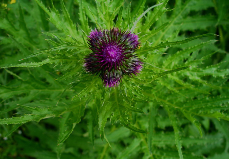 Cirsium alsophilum / Cardo montano