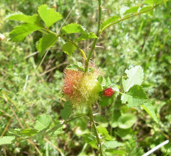 Galle di Rhodites rosae e di Andricus sp. (Cynipidae)