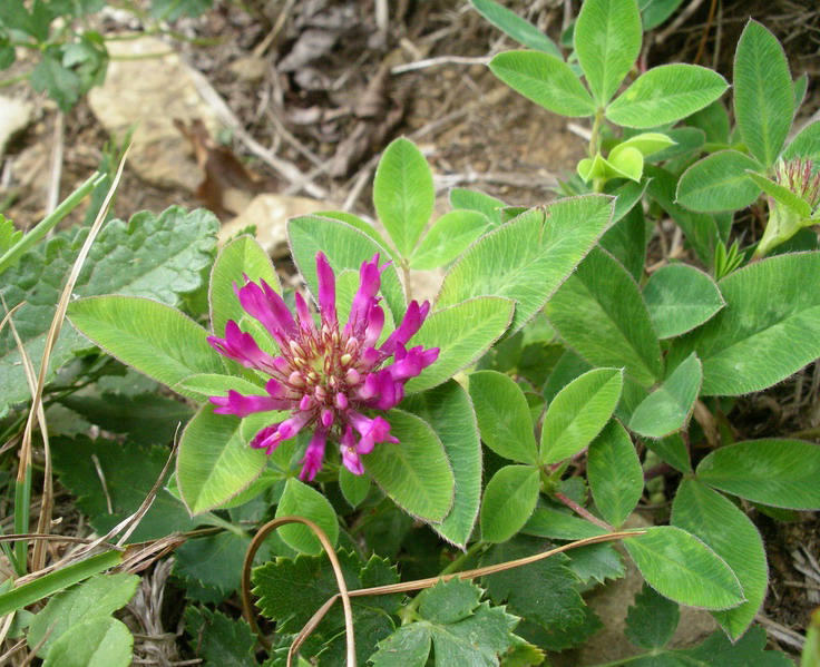 Trifolium medium  / Trifoglio medio