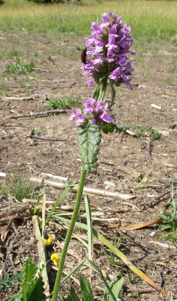 Stachys officinalis