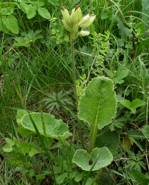 Primula veris sl.