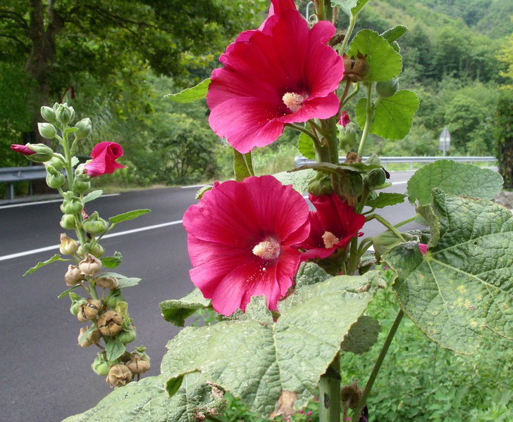 Alcea rosea / Malvone roseo