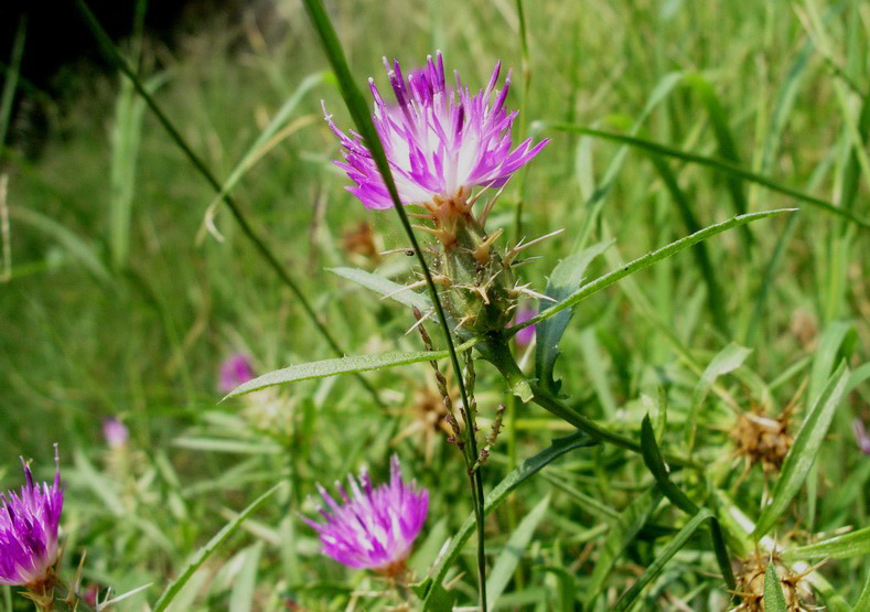 Centaurea aspera / Fiordaliso ispido