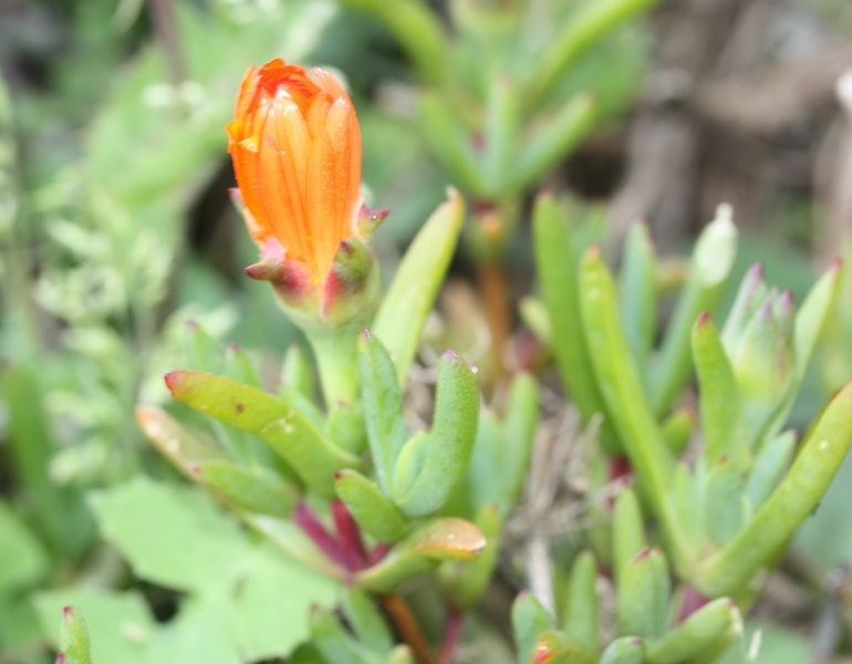 Determinazione piantina con fiori arancio