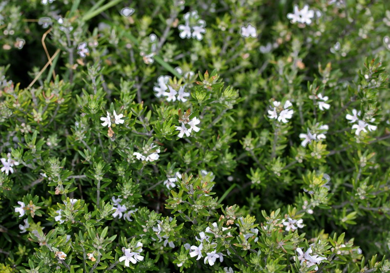 Westringia fruticosa