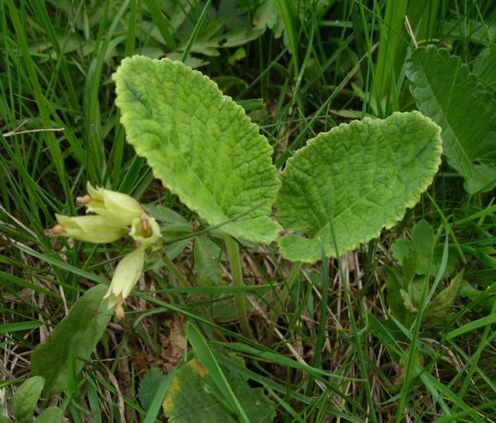 Primula veris sl.