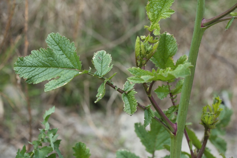 piantina a fiori gialli - Raphanus raphanistrum