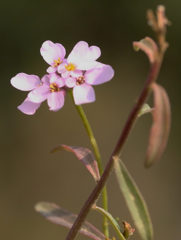 Iberis umbellata / Iberide rossa