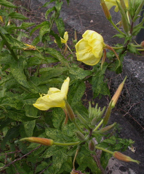 Oenothera glazioviana (= O.erytrosepala)