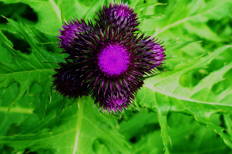 Cirsium alsophilum / Cardo montano