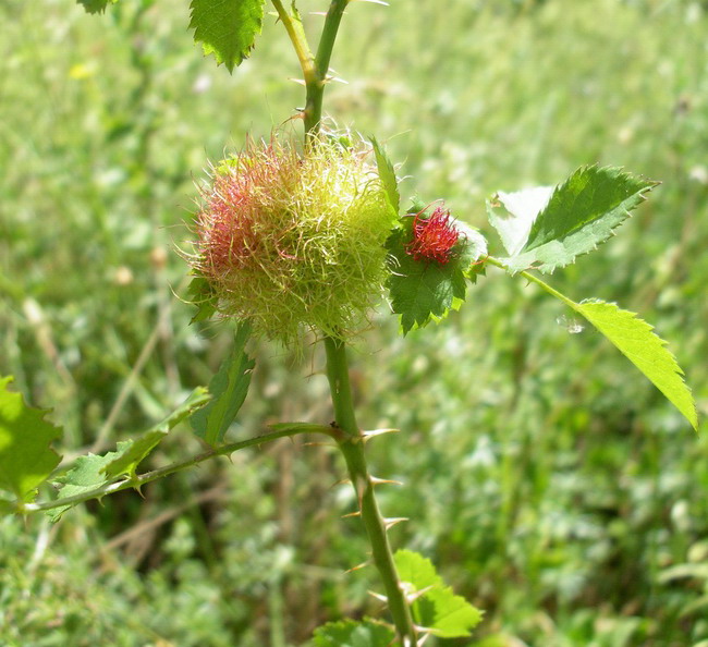 Galle di Rhodites rosae e di Andricus sp. (Cynipidae)