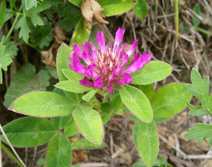 Trifolium medium  / Trifoglio medio