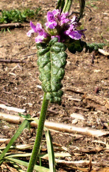 Stachys officinalis