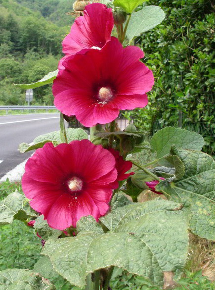 Alcea rosea / Malvone roseo