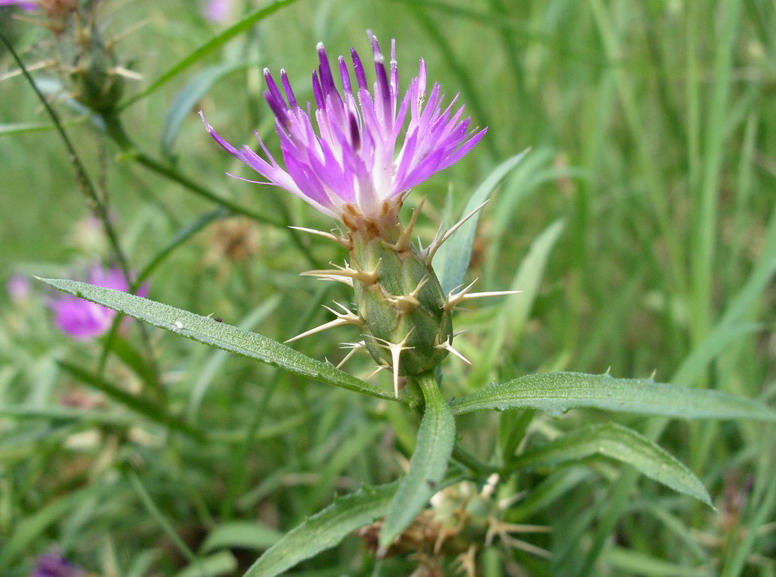 Centaurea aspera / Fiordaliso ispido