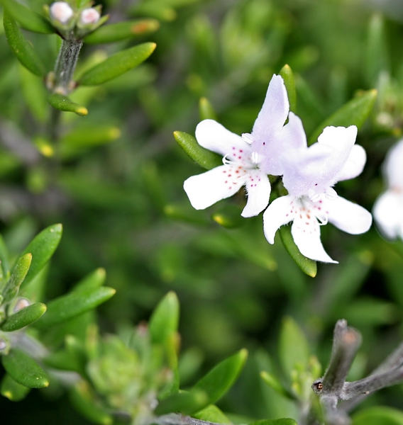 Westringia fruticosa