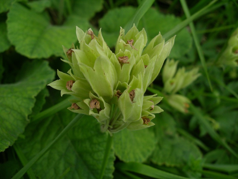 Primula veris sl.