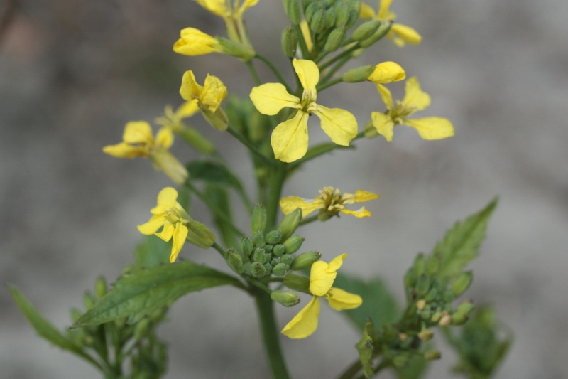 piantina a fiori gialli - Raphanus raphanistrum