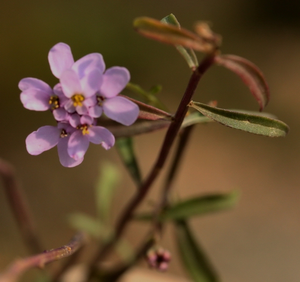 Iberis umbellata / Iberide rossa